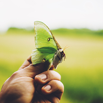 Image d'un papillon