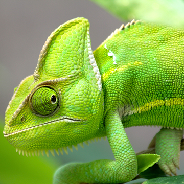 Image d'un animal